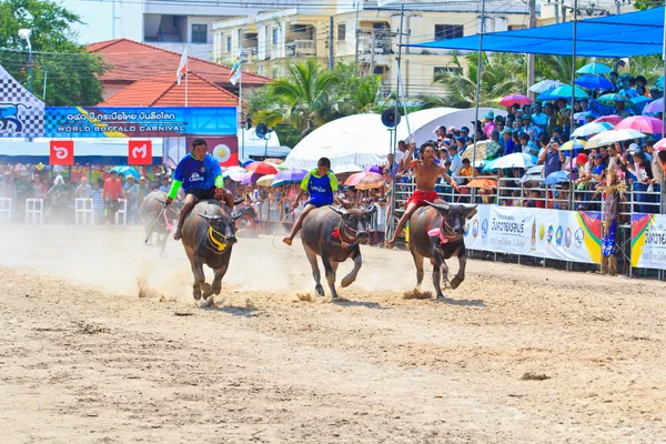 Buffalo Racing Festival — Stock Photo, Image