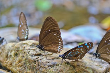 güzel kelebekler yakın çekim