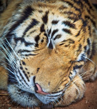 Kaplan vahşi hayvan