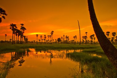 Günbatımı üzerinde pirinç çeltik 