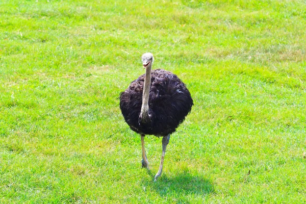 Afrikaanse struisvogel dier — Stockfoto