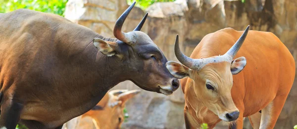 Banteng, tori rossi della Thailandia . — Foto Stock