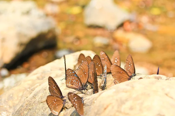 Belle farfalle da vicino — Foto Stock