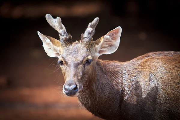 Deer animal statue — Stock Photo, Image