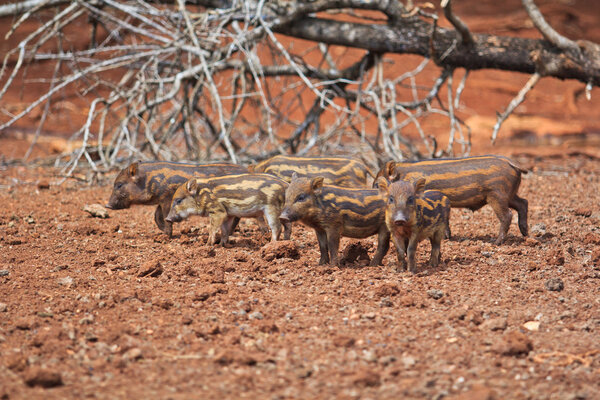 Wild boars family 