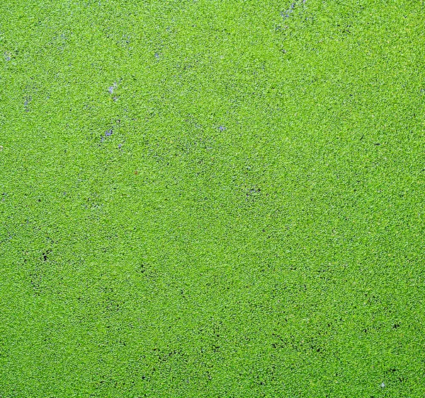 Акватические сорняки — стоковое фото