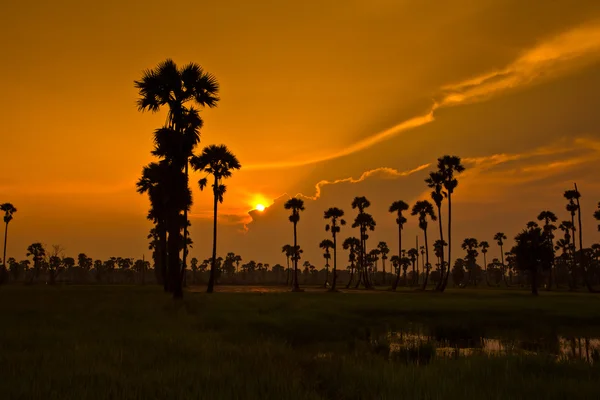 Zonsondergang over rice Paddy — Stockfoto