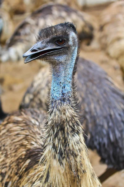 EMU dierentuin zangvogels — Stockfoto