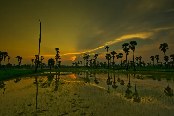 Solnedgång över ris Paddy — Stockfoto