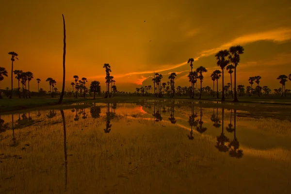 Solnedgång över ris Paddy — Stockfoto