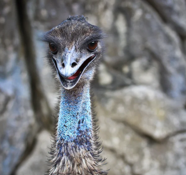 Emu ptak w zoo — Zdjęcie stockowe