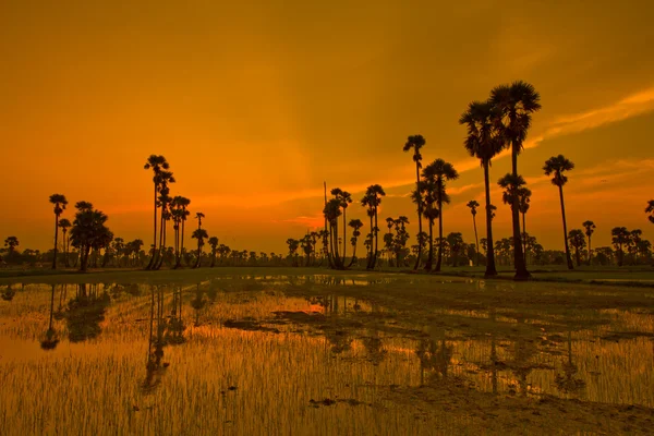 Sonnenuntergang über Reisfeldern — Stockfoto