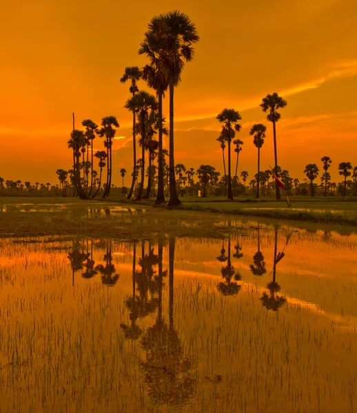 Zachód słońca nad ryż niełuskany — Zdjęcie stockowe