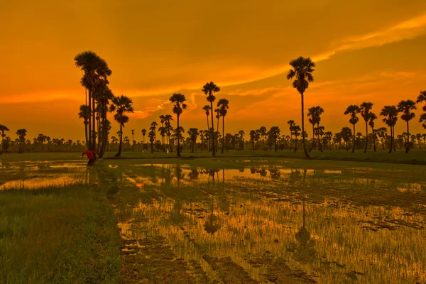 Zonsondergang over rice Paddy — Stockfoto