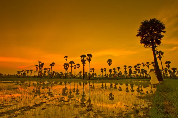 Zonsondergang over rice Paddy — Stockfoto