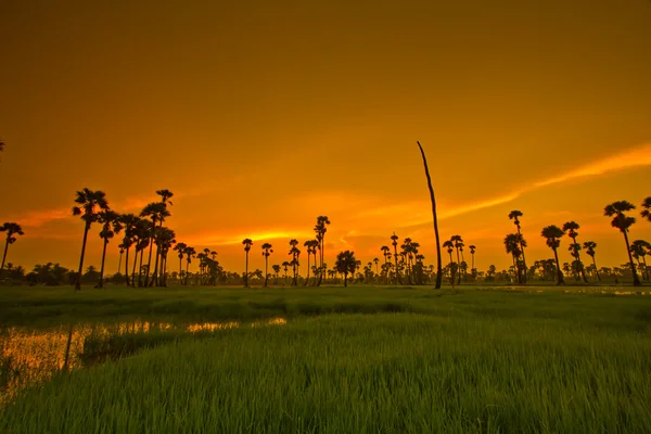 Zonsondergang over rice Paddy — Stockfoto