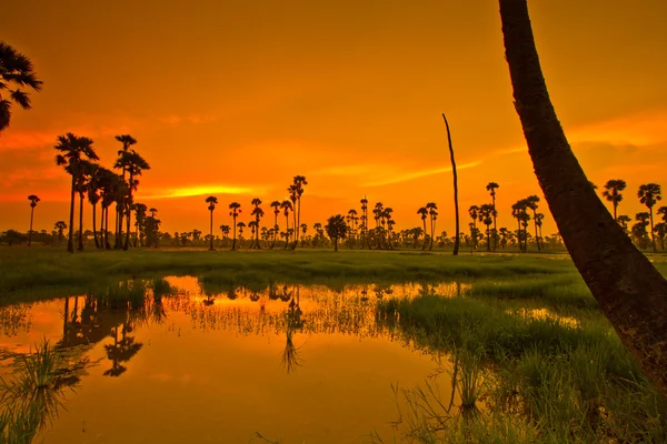 Zonsondergang over rice Paddy — Stockfoto