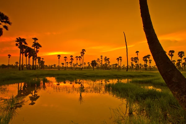 米水田に沈む夕日 — ストック写真