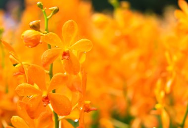 güzel orkide çiçek