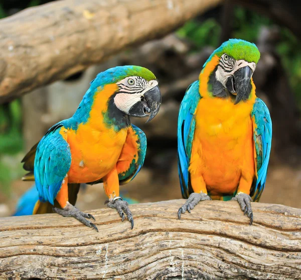 Renkli Amerika papağanı papağan — Stok fotoğraf