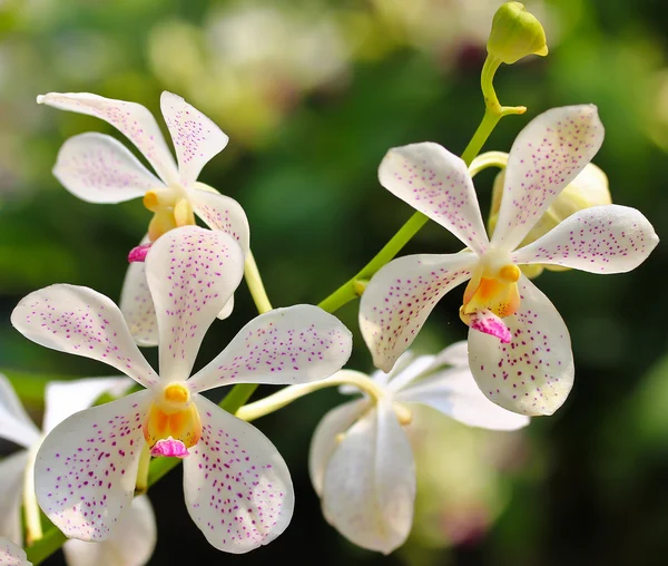 Mooie orchideeën bloemen — Stockfoto