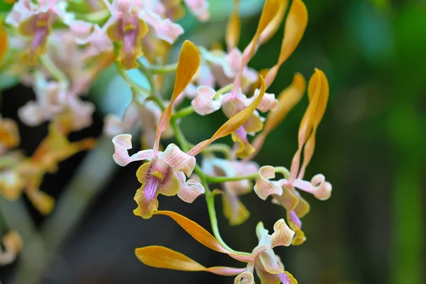 Vackra orkidéer blommor — Stockfoto