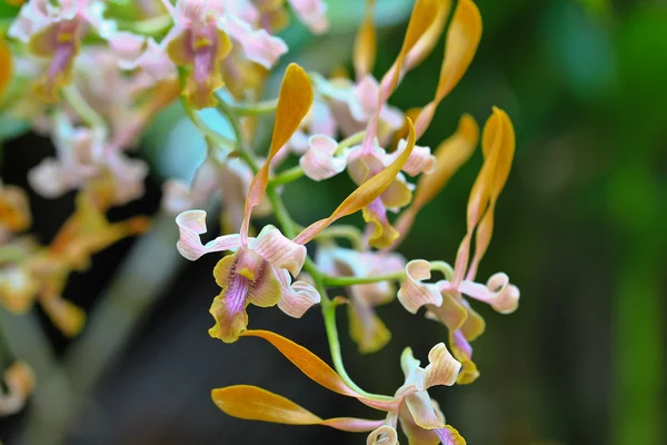 Mooie orchideeën bloemen — Stockfoto