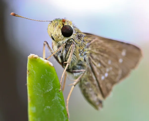 Beautiful butterfly close up — Stock Photo, Image