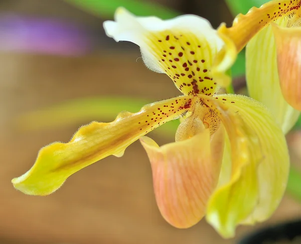 Flor de orquídea floreciente — Foto de Stock