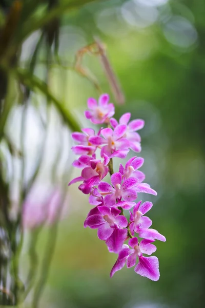 Красивые цветы орхидей — стоковое фото
