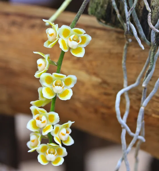 Mooie orchideeën bloemen — Stockfoto