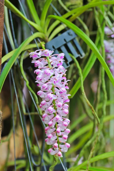 Bellissimi fiori di orchidee — Foto Stock