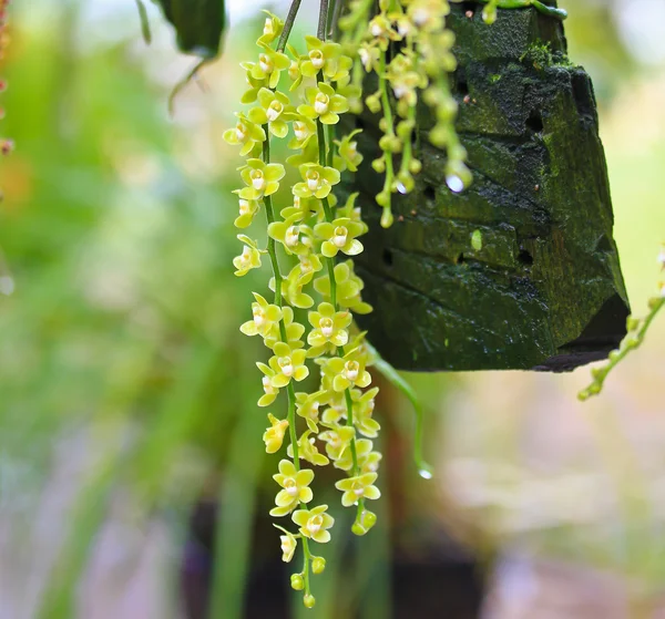 Vackra orkidéer blommor — Stockfoto