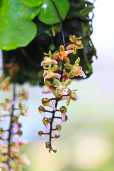 Vackra orkidéer blommor — Stockfoto