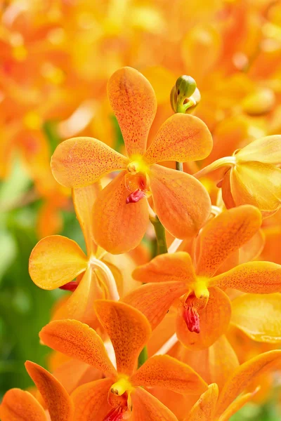 Mooie orchideeën bloemen — Stockfoto