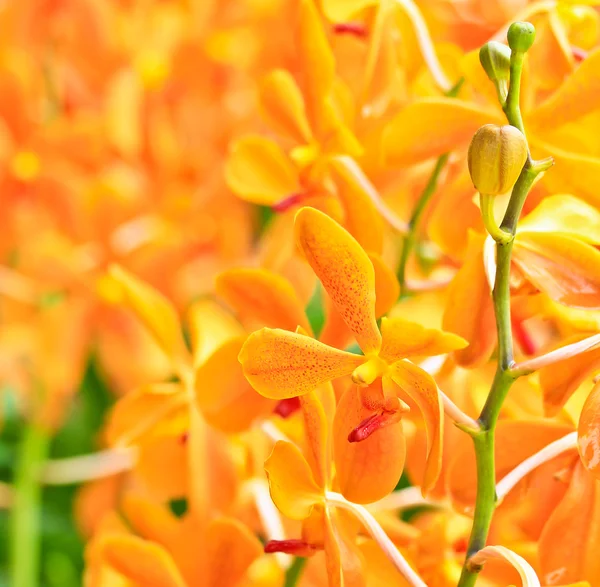 Flores de orquídeas hermosas — Foto de Stock