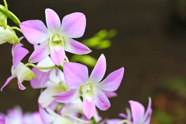 Beautiful orchids flowers — Stock Photo, Image