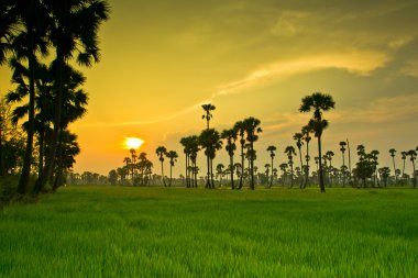 Gün batımı Paddy Tayland