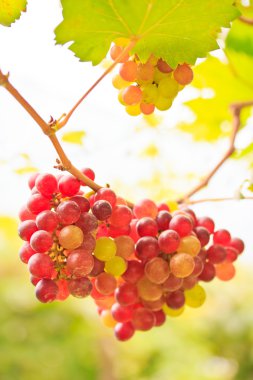 yeşil yaprakları ile üzüm