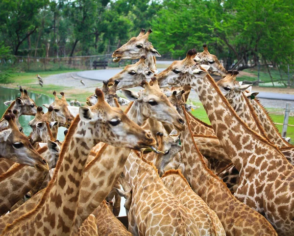 Giraffdjur på zoo — Stockfoto