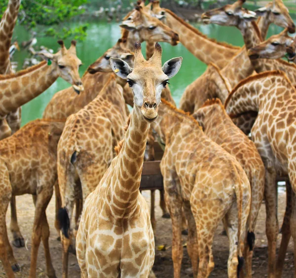 Giraffdjur på zoo — Stockfoto