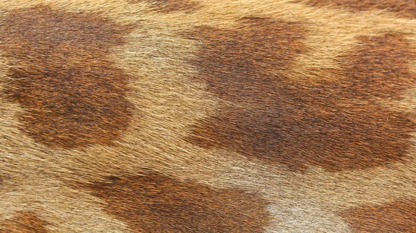 Giraffe spots texture — Stock Photo, Image