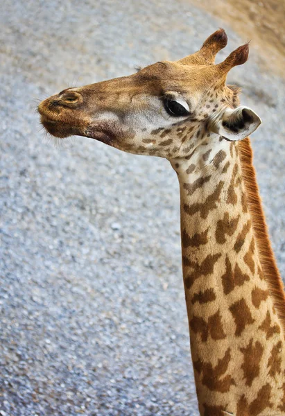 W zoo zwierzę żyrafa — Zdjęcie stockowe