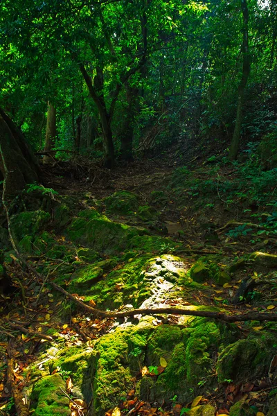 Prachtige tropisch regenwoud — Stockfoto