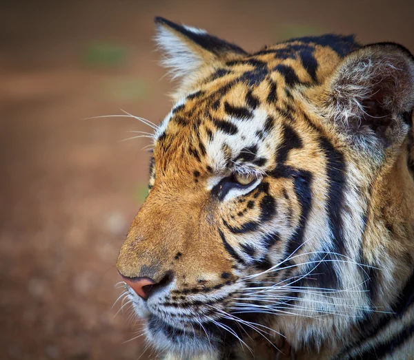 Close up portret van tijger — Stockfoto