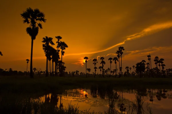 Gün batımı Paddy Tayland — Stok fotoğraf