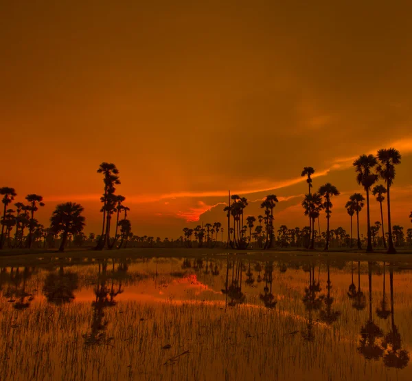タイで日没の水田 — ストック写真