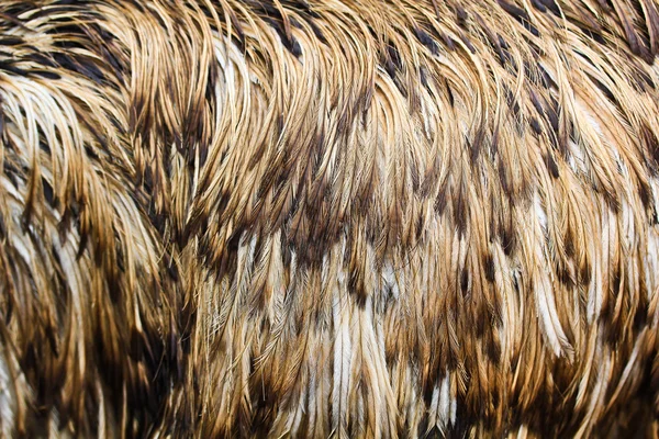 Emu Kuşu doku 