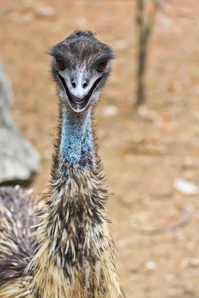 Emu bird in zoo — Stock Photo, Image