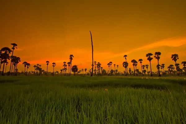 Sunset Paddy i thailand — Stockfoto